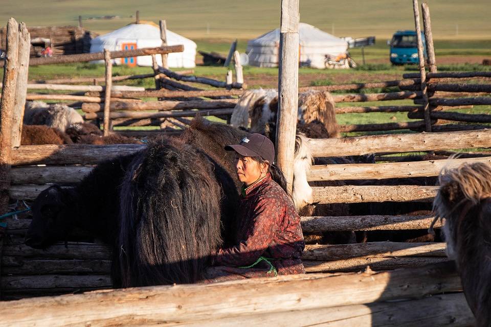 Yak Milking Mongolia