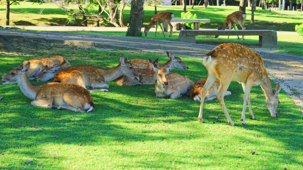 Niños alimentando ciervos en el Parque Nara
